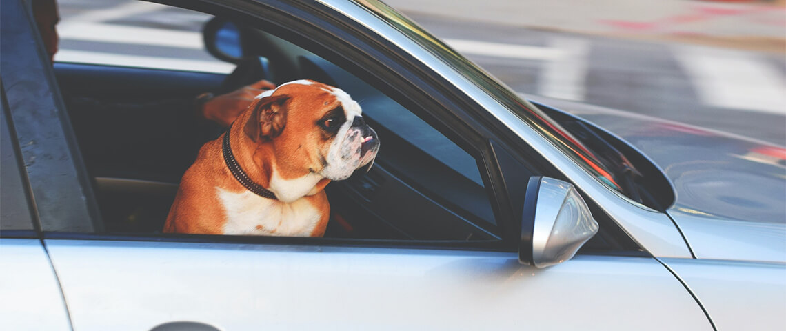 Wat kan je doen als een hond of kind in een hete auto opgesloten zit? 